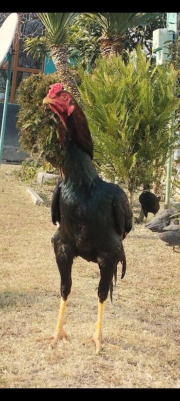 Saf qanlı Asil/Şamo tipli döyüşçi xoruzlar Xüsusiyyətlər: - Uzun və