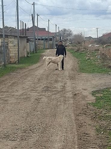 K/t heyvanları və malları: Alabay, Peyvəndli — 3