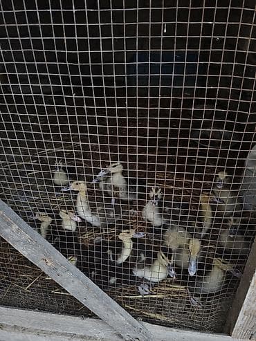 col ordəkləri: Muscovy ördəyi balaları (indi yetişdirilən) - Növ: Muscovy (hind — 1