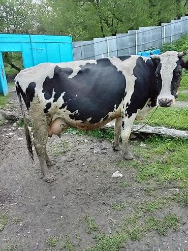 Другие животные: Salam gördüyünüz bu inek satlır ikidenedi ünvan ismaylıı Bizlan kendi — 5