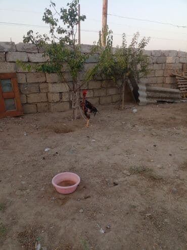 Пчелы: Петухи — 3