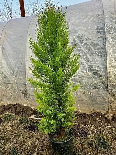 pip agaci: Limonnu yolkalar metir yarim uzunlugda,tam zemanetli agaclardir unvan — 2