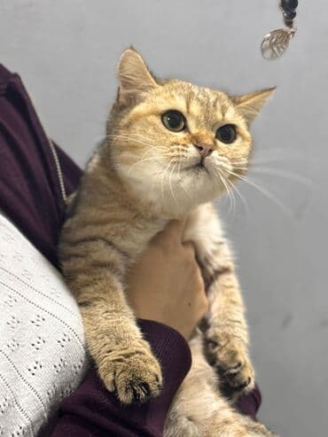 1 azn pişik: Şotland, Erkək, Dişi, Yaxşı əllərə, Pulsuz çatdırılma, Ödənişli çatdırılma — 6