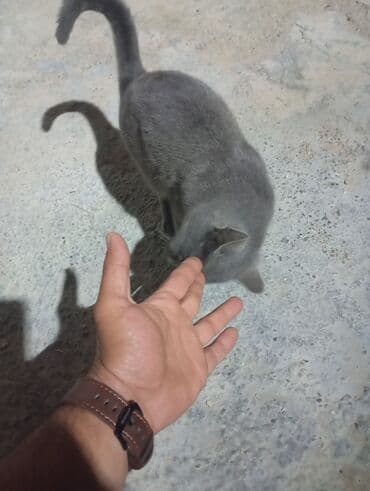 русская голубая кошка цена: Rus mavi, Yaxşı əllərə — 5