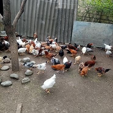 kürd toyuq: Toyuq, Damazlıq — 2