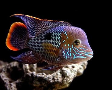 goyercin satışı: 1 cüt bala veren firuzeyi akara. 1 cüt Bala veren rio nanay. 2 cüt — 4