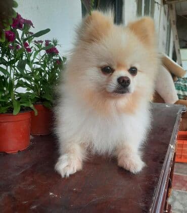 balaca it cinsləri: Şpitz, 1 il, Erkek, Peyvəndli — 1