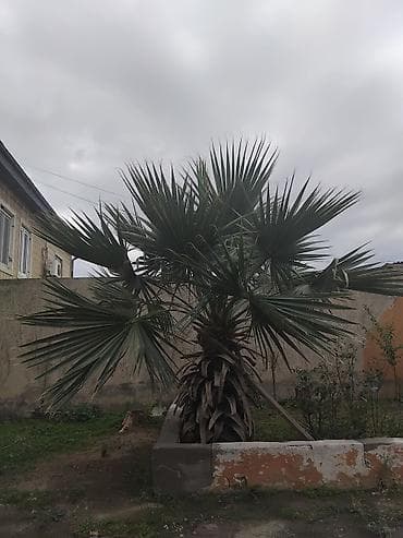 ağaç: Vaşinqton sortu — 4