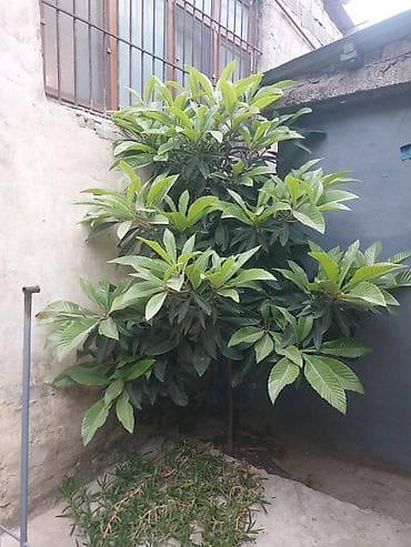 nar agaci: Məhsul: Nespoli (Eriobotrya japonica) ağacı və meyvəsi Təsvir: - — 3