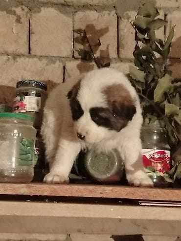 Digər heyvanlar: 33 Gunluk. Erkek fi. Temmiz Qan Qurdbasardi di Ekiz Tayida Var Dişinin — 1