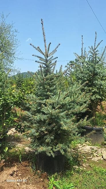 suvarma şlanqları: Məhsul: İynəyarpaq dekorativ ağaclar (qovaqda və torpaq kisəsində) - — 2