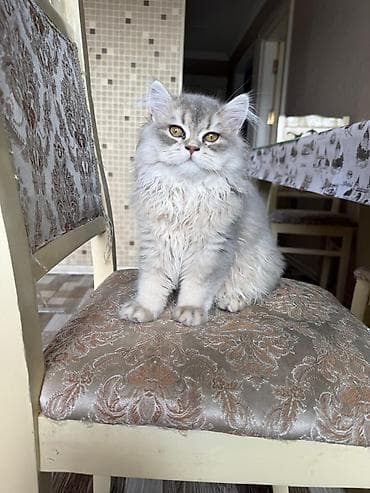 ana bala inək: Britan — 5