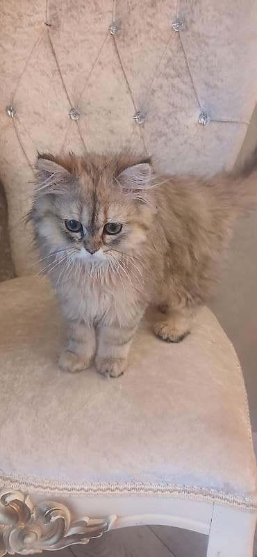 Britan, Dişi, Ünvandan götürmə