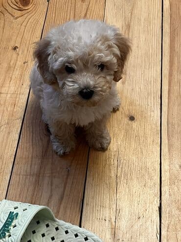 gözəl it adları: Pudel, 2 ay, Erkek, Peyvəndli, Ödənişli çatdırılma — 10