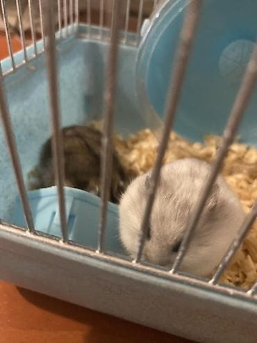 Digər heyvanlar: Hamsterlər – iki ədəd (biri 3azn)erkek və dişi - Növ: cırtdan (Dwarf) — 2