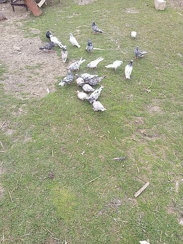 Qara-ala, ağ, boz və ləkəli rəng çalarlarında ev göyərçinləri dəsti. -