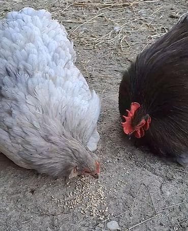 baliq tutmaq ucun yemler: Toyuq, Yumurtalıq — 1