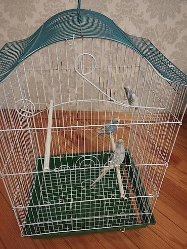 Кошки: Böyük ölçülü quş qəfəsi - Növ: ev quşları üçün metal qəfəs (müvafiq — 3