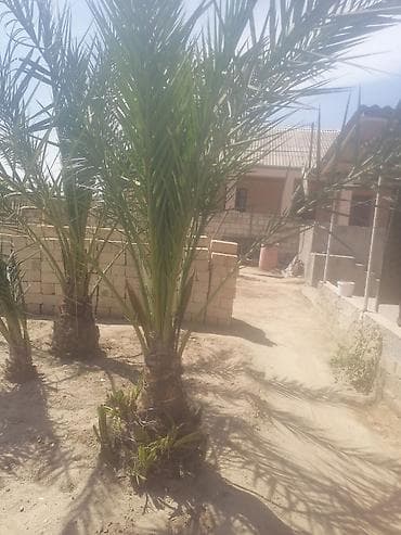 palma gul: Xurma xurma (xurmapalması) fidanları - Növ: xurma ağacı (Phoenix — 1