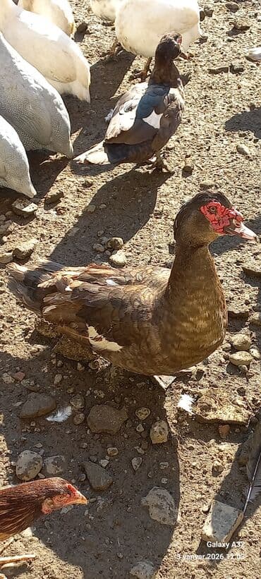 qaz ördəy: Tam sağlam cavan Krasnadar lal ördək satılır.Cut 80 azn.Unvan Lənkəran — 2