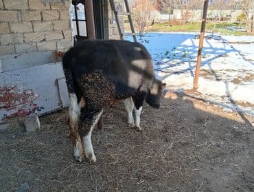 simental erkek dana: 8 aylıq sot dana 100 kilo əti var baxılası danadı şəkinin qoxmuq kəndi — 2