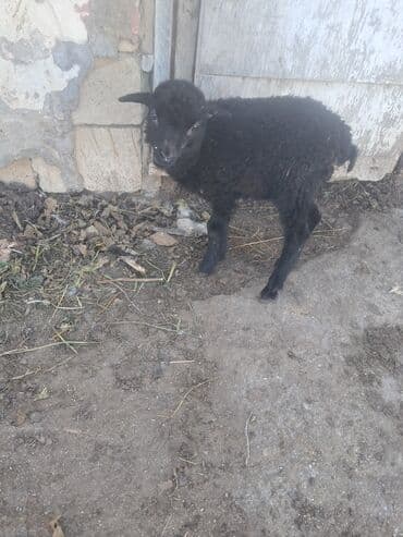 Гуси: Yetim erkey quzu — 1