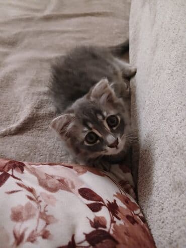 вислоухие коты серые: Şotland yastı qulaq, Dişi, Yaxşı əllərə, Pulsuz çatdırılma — 1