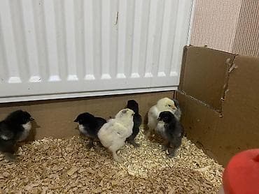 qaz cücesi: Toyuq cücələri, Ətlik — 5