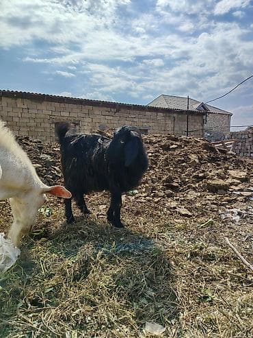 Keçilər, çəpişlər: Dişi, Zanen, il: 1, Ətlik — 4