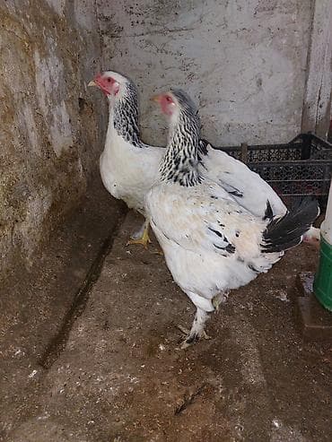 Brahma cinsli toyuqlar 4 ədəd yumurtayan brahama fərə satılır. qiymət lalafo.az -da Brahma cinsli toyuqlar 4 ədəd yumurtayan brahama fərə satılır. qiymət