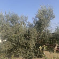 Bal: Zeytun kilosu 5 manat — 1