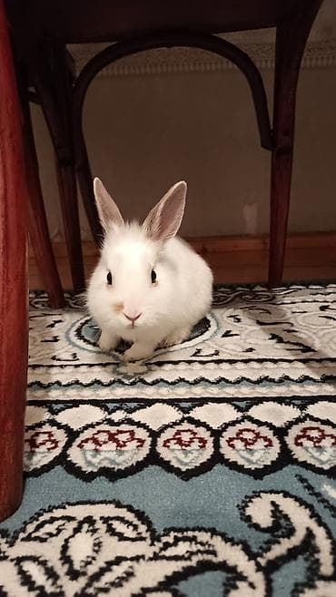 Ağ rəngli, qulaqları dik, burnu və kürəyində açıq-bej ləkələri olan