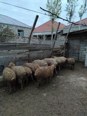 Erkək, il: 1, 37 kq, Ətlik, Ünvandan götürmə