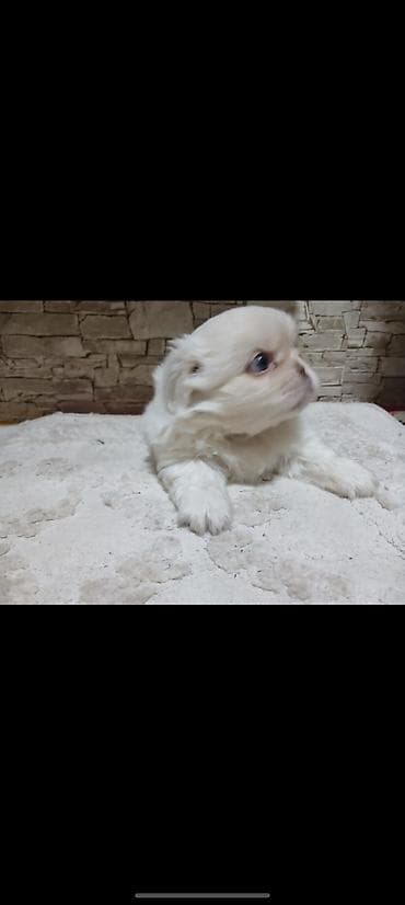 it xaltalari satisi: Pekines — 2