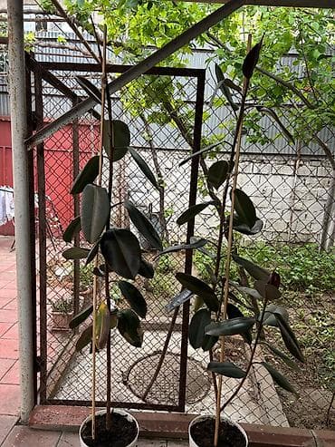 Otaq bitkisi: Fikus elastika (rezin ağacı) - Növ: Ficus elastica — 1