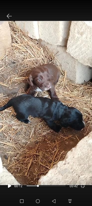 simmental ineklerin satisi: Satilir anasi ispanel atasi settterdir 25 gunlukdur ikiside disidi — 1