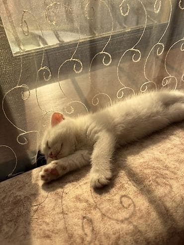 anqor pisik: Təmiz şontland dişi pişiyidir 3 aylıqdır🥰 — 1