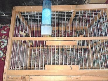 qartal şəkli çəkmək: Hazir cut bulbuller erkey 1yas maya 10ayliq.erkey qirmizi maya ag — 7