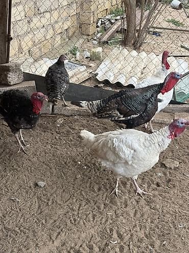 Toyuqlar: Salam kanada sortlari olan hindusklar satilir 4 erkek 1 eded disi — 3