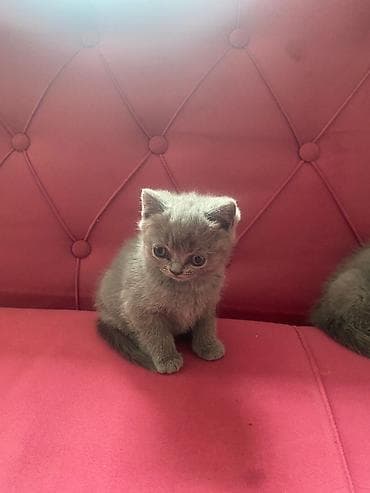 sirin heyvan adlari: Boz rəngli balaca pişiklər – tüklü, yumşaq və çox mehriban Təsvir: - — 2