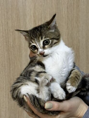 heyvanlara verilen xususi adlar: Tabbi — 5