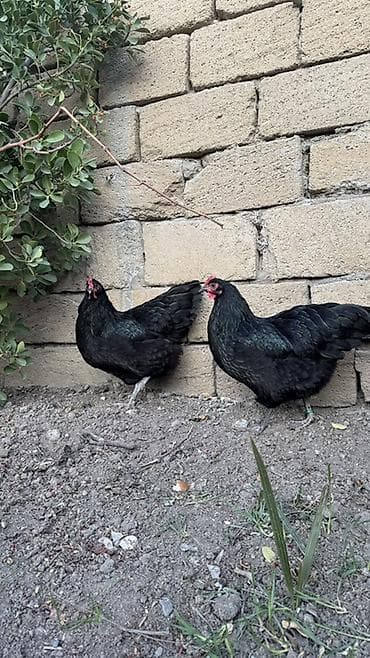 kənd toyuqu: Toyuq, Australorp, Damazlıq — 4
