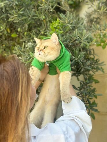 шотландская серебристая шиншилла купить: Золотая шиншилла, Самец, Для вязки, Самовывоз, Бесплатная доставка, Платная доставка — 4
