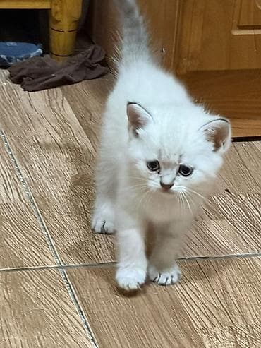 Кошки: Sevimli balaca pişik balası - Cinsə bənzər xüsusiyyətlər: qısa — 2