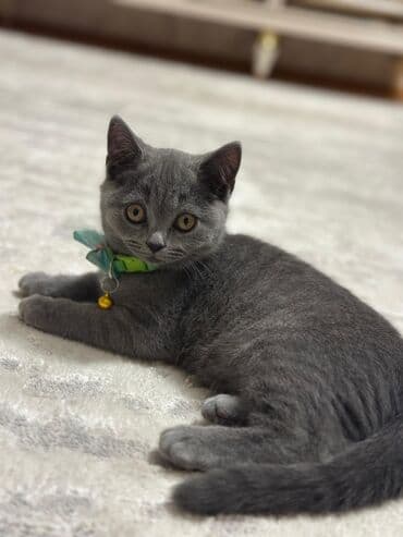 клетки для попугаев купить: Британская, Самец, Доставка в районы — 5