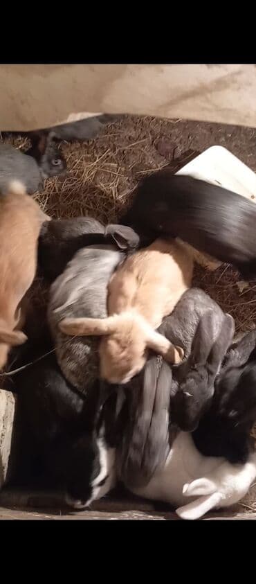 Gəmiricilər: Satlıq dovşanlar – müxtəlif rəng və ölçülərdə Məhsulun təsviri: - Bir — 1