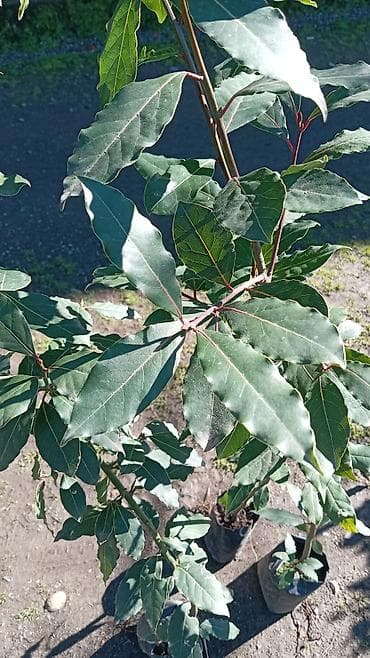 Tinglər: Şərq dəfnəsi (Laurus nobilis) fidanları - Qara polietilen torbalarda — 1