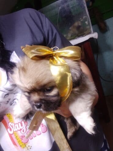 liqorin toyuğu: Balaca, oyuncaq ölçülü balalar – qısa burunlu, iri, parlaq gözlü və — 4