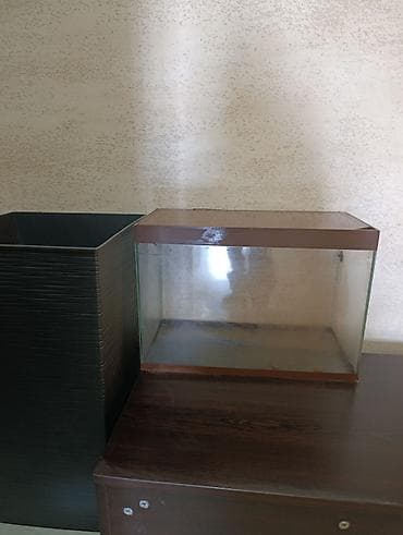 Птицы: Şüşə akvarium - Material: şəffaf şüşə, yuxarı və alt kənarlarda — 2