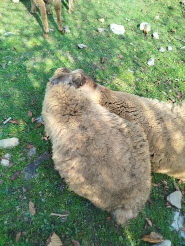 qoclar: Satılır: quzu real alıcıya endirim olacaq - Rəng: açıq-qəhvəyi (bejl — 1